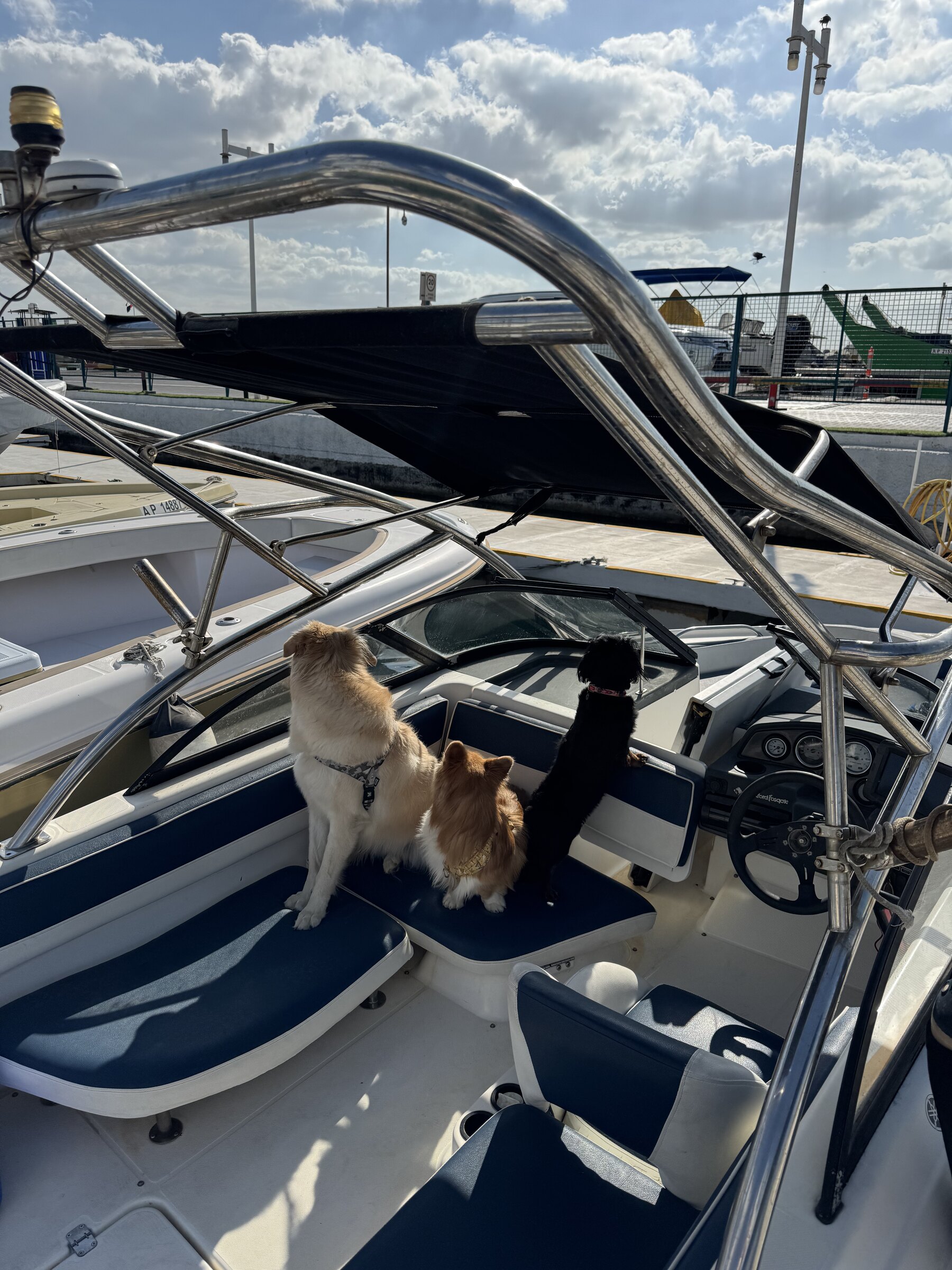 Two dogs riding along on a CLUPEA island boat trip